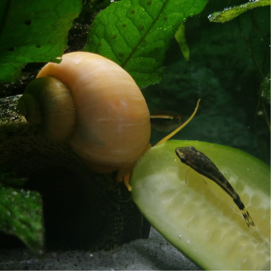 picture of my fish